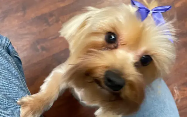 Absolutley Adorable Pet Grooming in Hemet, CA