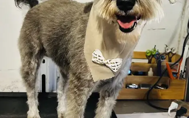 Grace Groomers in El Paso, TX