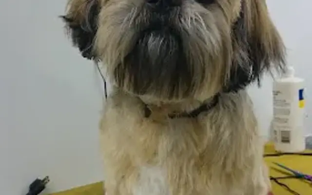 A Dog Named Java K9 Grooming in Largo, FL