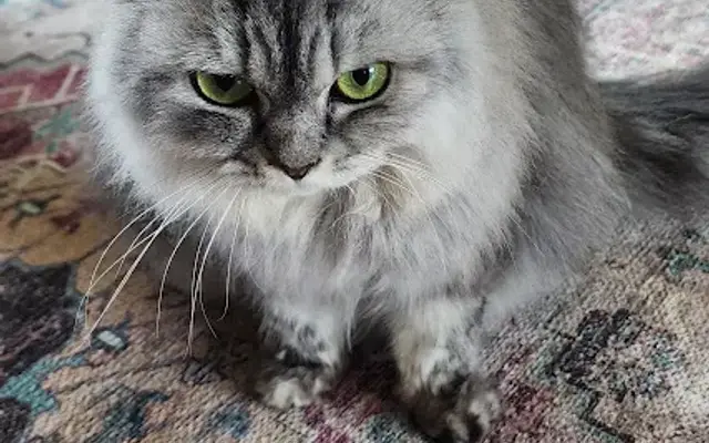 Absolute Animal Care in Factoryville, PA