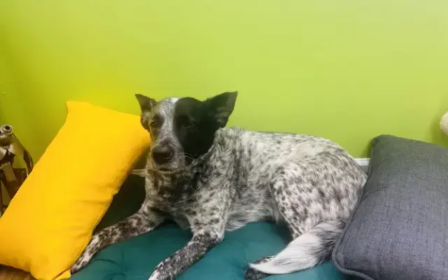 Wags Grooming in Newport, KY