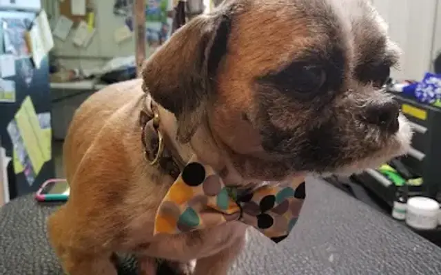 Stylin' Pooch Dog Boarding Grooming & Rescue in Badger, IA