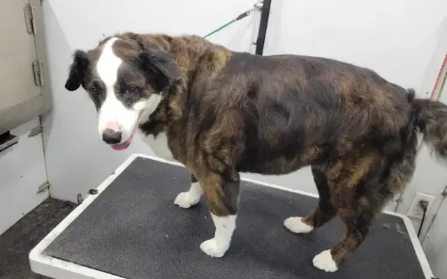 Honey Paws Mobile Pet Grooming in Grain Valley, MO