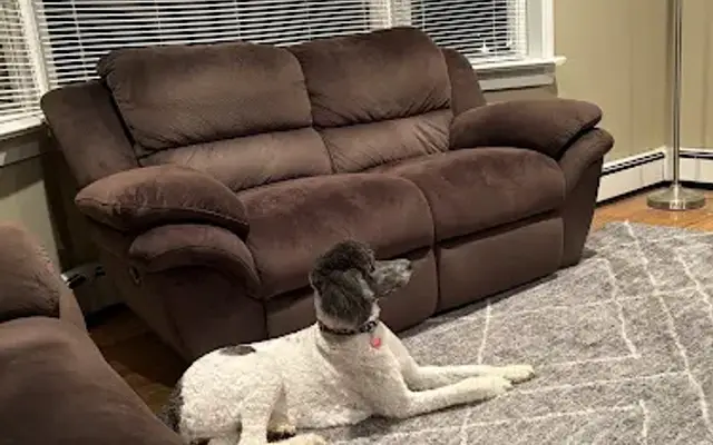 Gina's Dog & Cat Services in Selden, NY