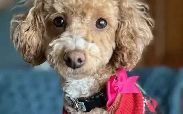 Fur Real Grooming LLC in Kaukauna, WI