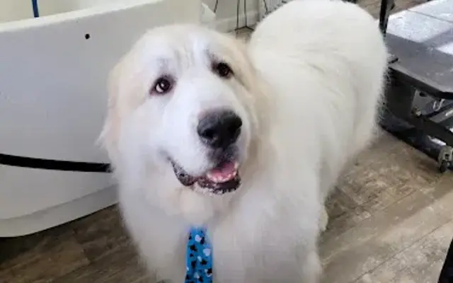 Canine Country Club & Grooming in Edwardsburg, MI