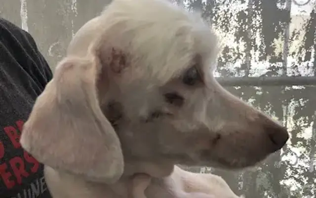 Fritzy's Pet Care Pros in Los Angeles, CA