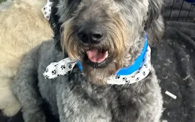 Wizard of Paws 🐾 in Liberty Hill, TX