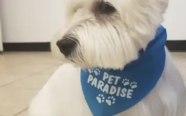 Pet Paradise in Tullahoma, TN