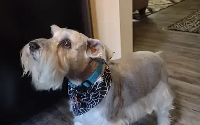 Bark Avenue Pet Spa in Kerrville, TX