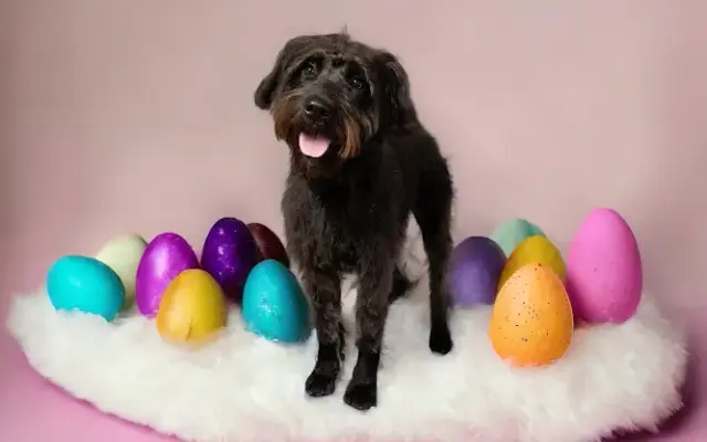 Brighthouse Grooming LLC in Fruitport, MI