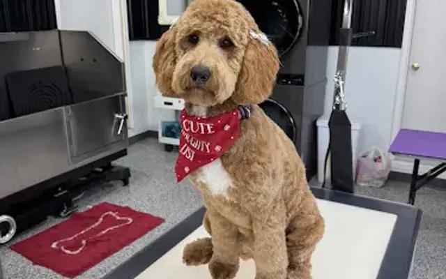 Tru North Pet Spa & Wellness in Bagley, MN