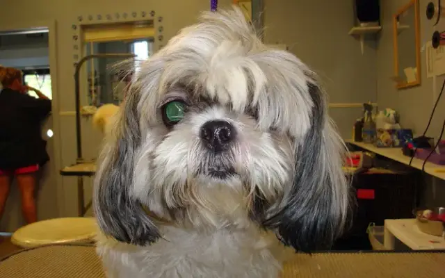 Grateful Dog In Home Pet Grooming in Glen Cove, NY