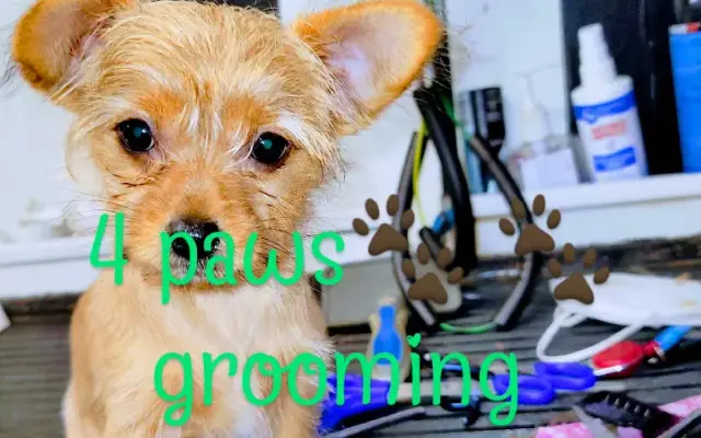 Four Paws Mobile Dog Grooming in Palmetto Bay, FL