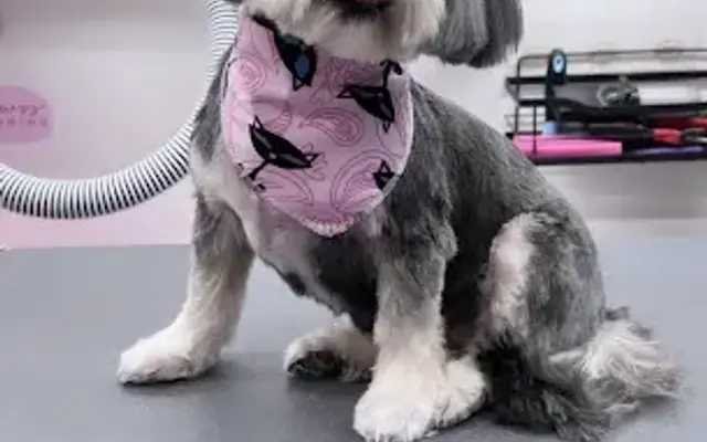 Popcorn Pawss Grooming | Mobile Dog Grooming in Coram, NY