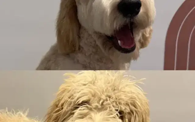 Glow Up Pup in Los Angeles, CA