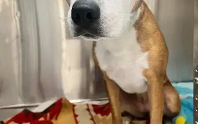 Abbey Animal Hospital in Virginia Beach, VA
