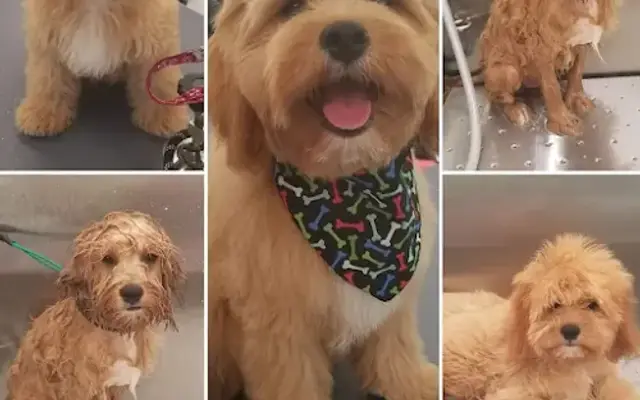 Puppers Pets in Kathleen, GA