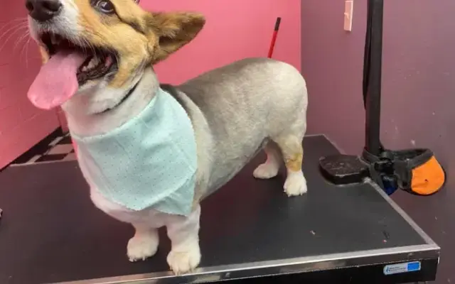 Bubbles & Bows Grooming & Boutique in Athens, TX