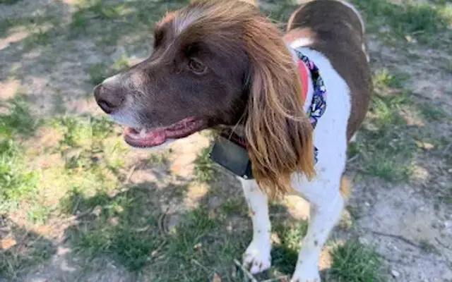 PetSmart Grooming in Turnersville, NJ