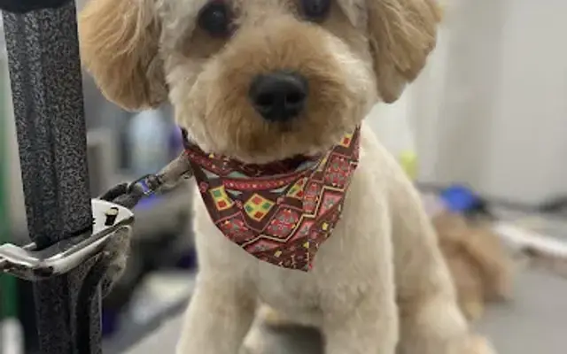 Sugar and Spice: Dog Grooming and Bakery in Hebron, CT