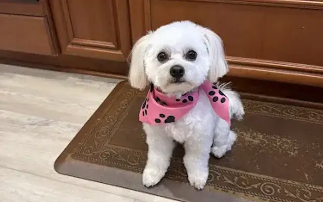 Posh Paws Pet Spa in Ladera Ranch, CA