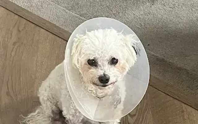 Larchmont Animal Hospital in Mt Laurel Township, NJ