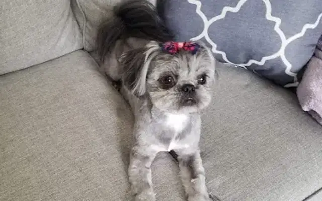 Janinas Pet Spa & Boarding Inc. in Oakboro, NC