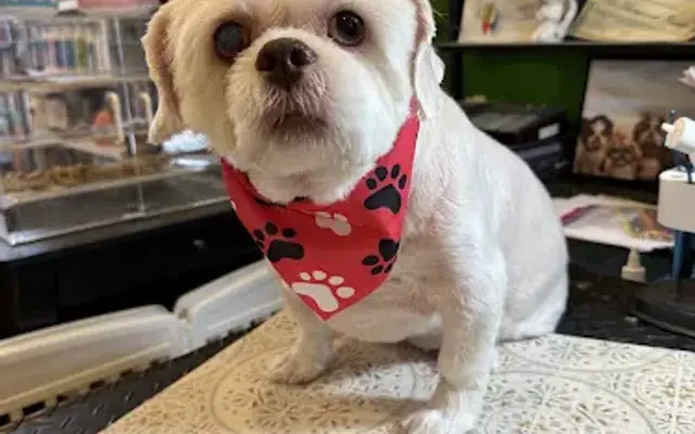 The Shampooch Pawlor in Seaford, NY