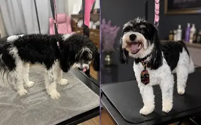 Mystic Pet LLC. in Potosi, WI