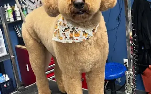 Gotta Love Those Doodles in Northville, MI