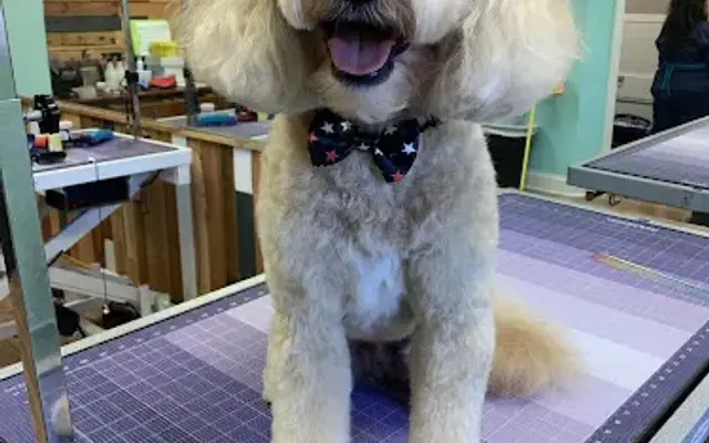 The Groovy Pooch in Valley City, OH