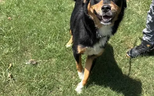 Dogma Dog Care in Smyrna, GA