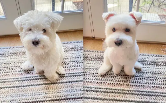 Top Dog Boutique&Grooming in San Francisco, CA