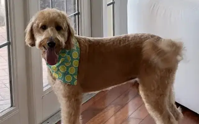 All Tails Wag Grooming in Parkland, FL