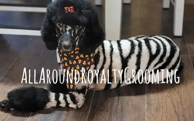 All Around Royalty Grooming & Kennel LLC in Payson, UT