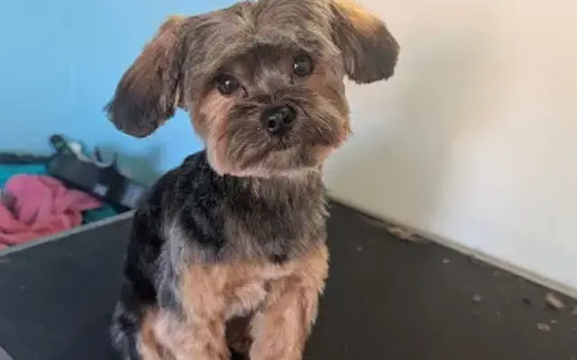 Fluffy Mutt Mobile Grooming in Galt, CA