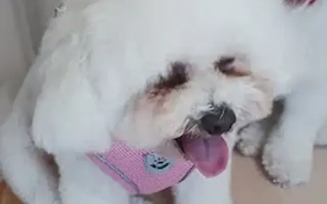 Gorgeous Dog's in Miami, FL