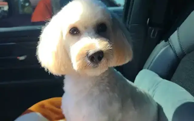 Anna’s Grooming LLC in Kyle, TX