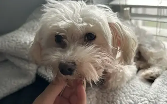 Lawrenceville Animal Care Center in Lawrenceville, GA