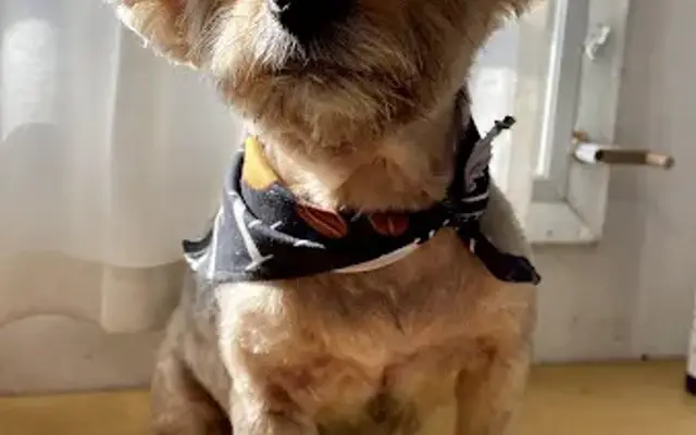 KCs dog grooming, LLC in Plant City, FL