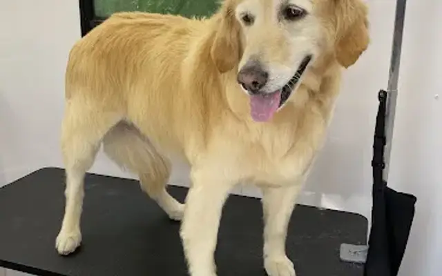 Fresh Pup Mobile Pet Grooming in Brea, CA