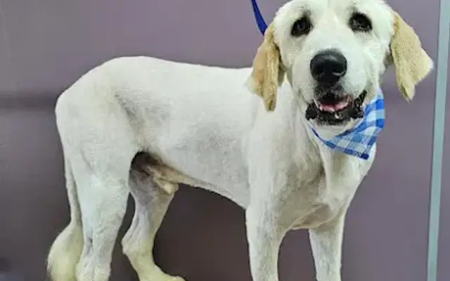 Greta’s Groom Room in Columbia, KY