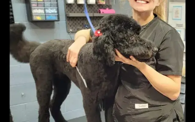 Grooming with Lauren in Hamilton, OH