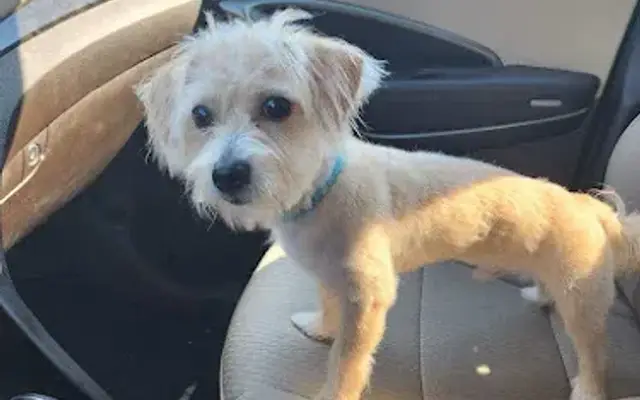 Katt’s Family Pet Boutique in Baytown, TX