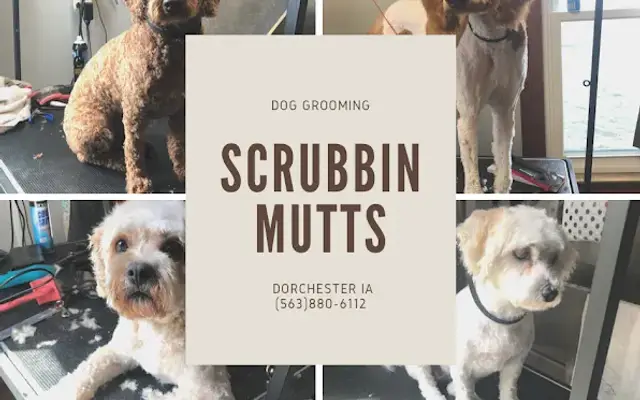 Scrubbin Mutts in Dorchester, IA