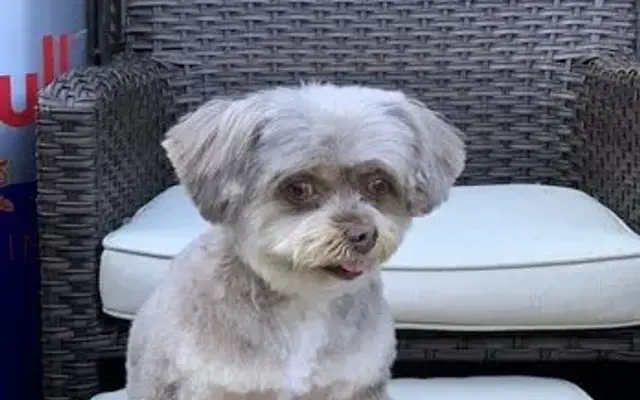Carol's Pet Grooming Salon in Bayport, NY