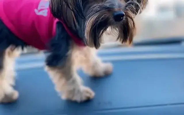 PetSmart Grooming in Hiram, GA