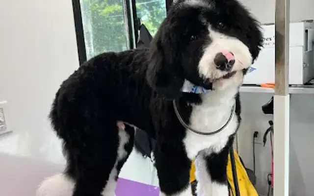 Great Dayne Grooming in Minotola, NJ