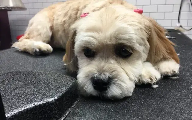 Lincoln Pet Spa in Lincoln, CA
